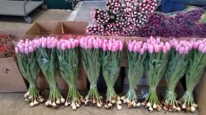 Обзор цен на срезочные цветы рынок Краснодар. 28 февраля