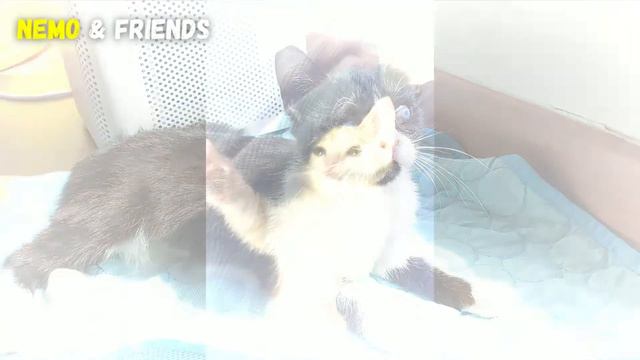 THEN and NOW PART 3! Our Rescue Cat Family! смотреть онлайн