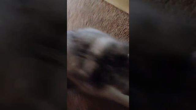 Dog Vs. Vacuum смотреть онлайн