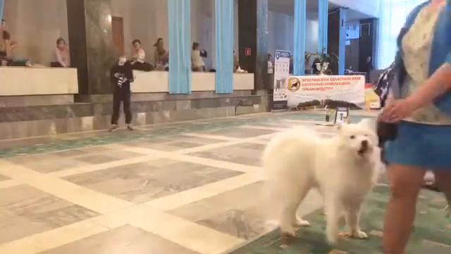 Выставка собак в Ярославле 24.03.2018г. МАРТ-2018 смотреть онлайн