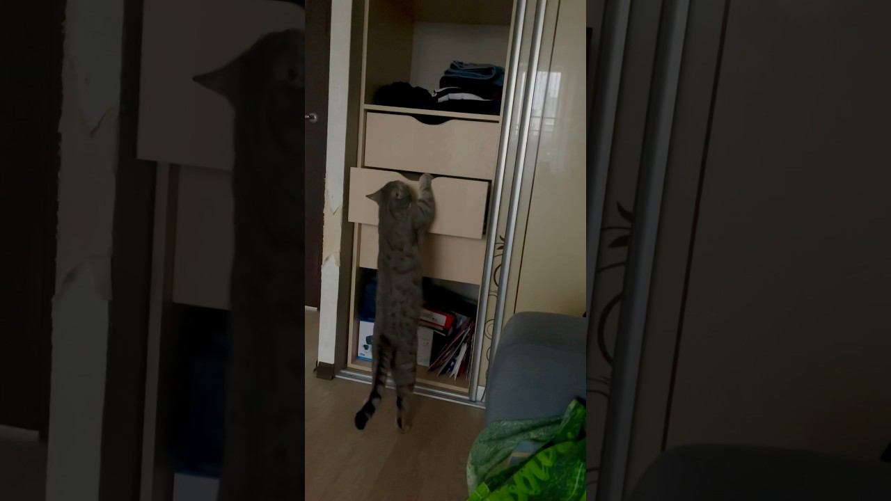 Опочивальня #кот #животные #кошка смотреть онлайн