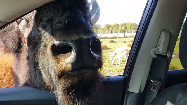 Bad Bison Breath Man Almost Pukes смотреть онлайн