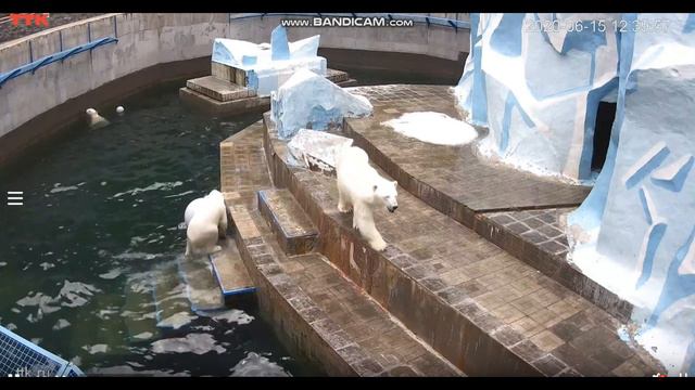 После завтрака нужно поплавать и поиграть 15.06.2020 смотреть онлайн