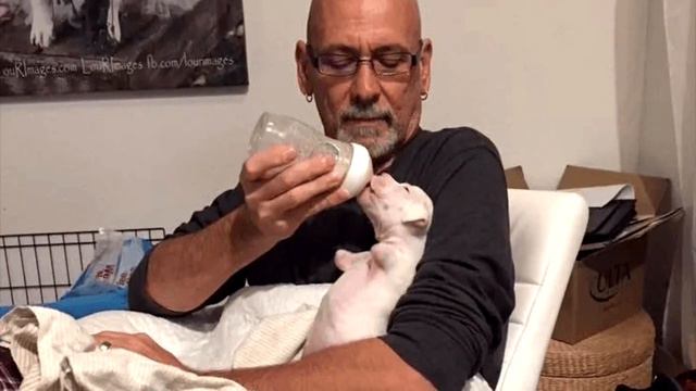 Ветеринар хотел усыпить щенка, родившегося без передних лап! Хозяин не согласился! смотреть онлайн