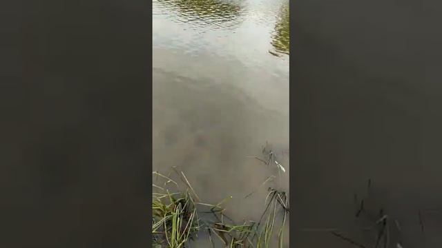 Первая щука в Великом Новгороде. #рыбалка #спиннинг #щука #великийновгород #малыйволховец #трофей😂 смотреть онлайн