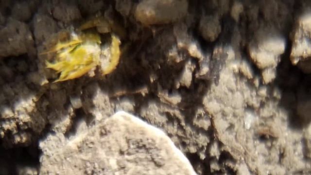 Пример съёмки. Польза от старого фотоаппарата. Часть 3. смотреть онлайн