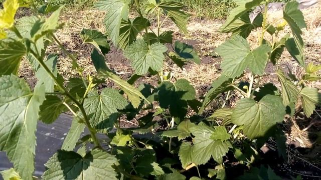 Как быстро увеличить количество саженцев смородины. смотреть онлайн