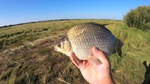 рыбалка на сазана на реке каргат