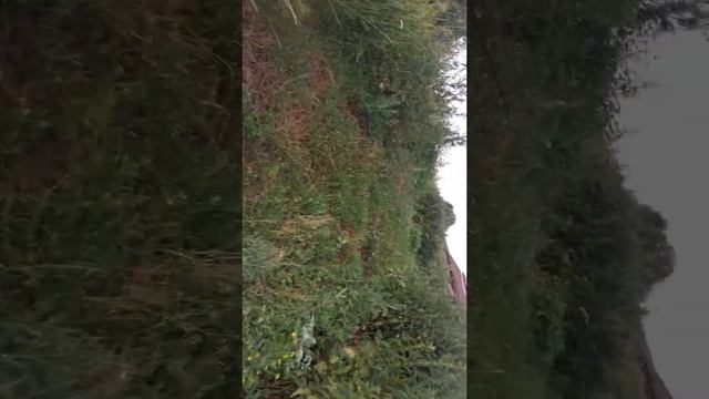 Полив картофельного поле из речки! смотреть онлайн