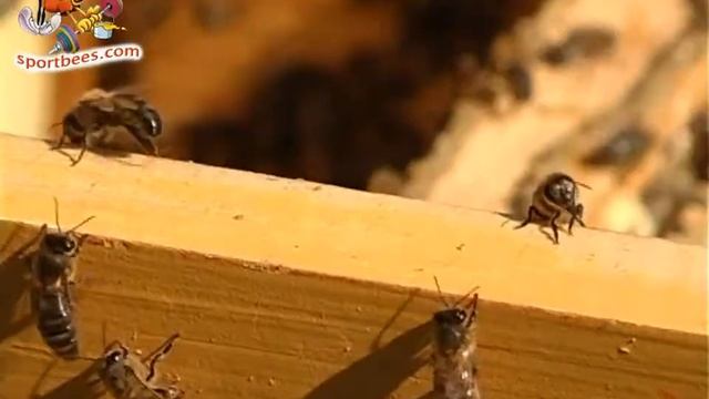 История спортивного успеха смотреть онлайн