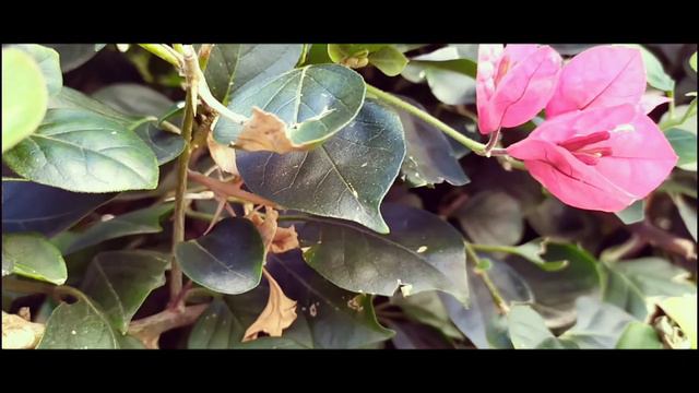 Город в цветах - весна в Аланье, Махмутлар. Март 2021, часть 1. смотреть онлайн