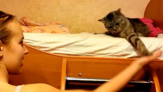 Не стоит ДРАЗНИТЬ кошку! смотреть онлайн