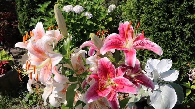 Oriental Lilies in August - Stargazer, Salmon Star, Casa Blanca / Zone 8 Backyard Flower Garden смотреть онлайн