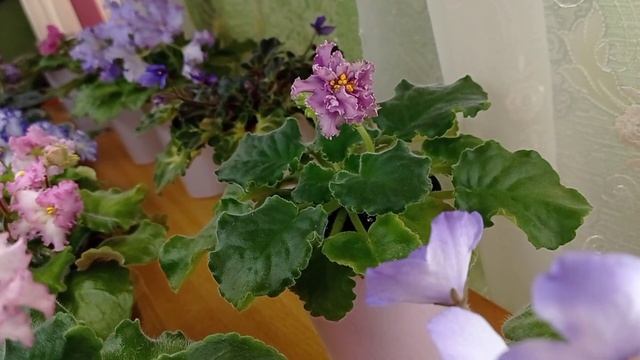 Фрагменты Звезд