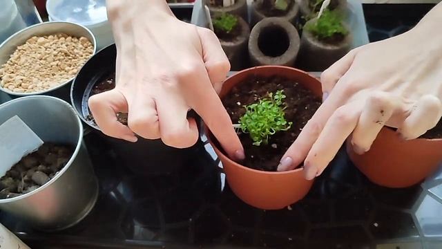 Корсиканская мята. Пикировка