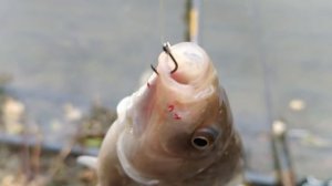 ЛУЧШАЯ и ХУДШАЯ НАСАДКА для ЛОВЛИ КАРАСЯ! Как ПОГОДА влияет на КЛЁВ КАРАСЯ?! Рыбалка в СЕНТЯБРЕ