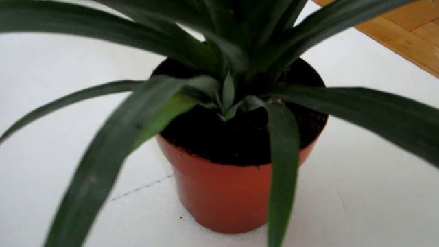 Little Pineapple Карликовый ананас смотреть онлайн