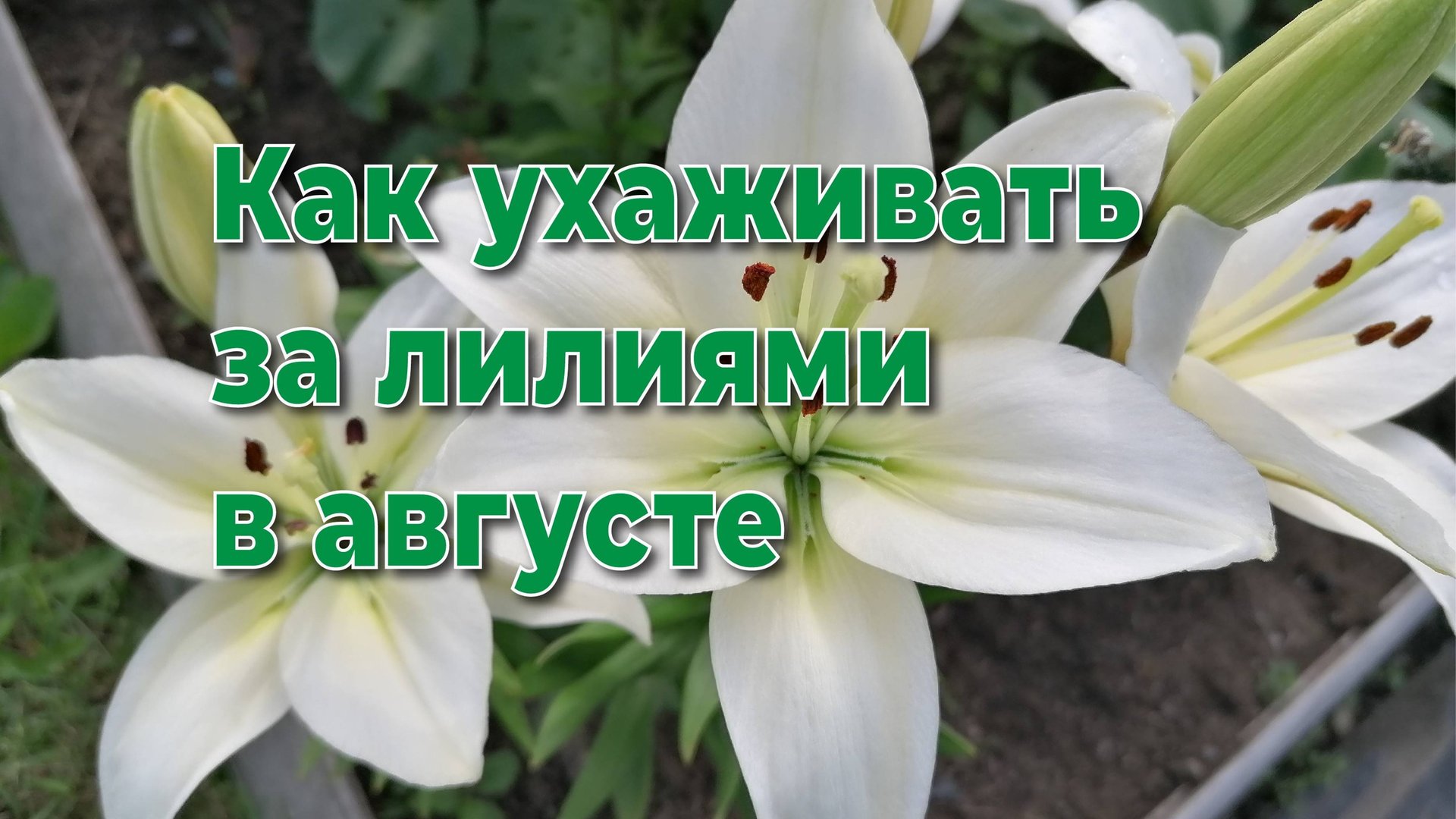 Правильный уход за лилиями в августе поможет им пережить зиму. смотреть онлайн