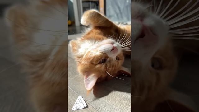 Рыжий мейнкун на солнце смотреть онлайн