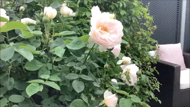 Rose Gentle Hermione | Blütenstart 2021 | Rosenvideo | Gartenfein [HD]