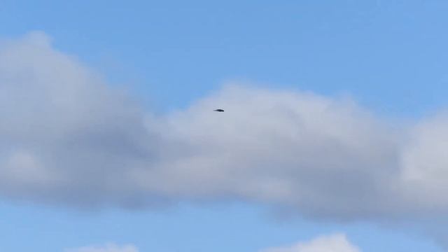 Ястреб перепелятник Полет смотреть онлайн