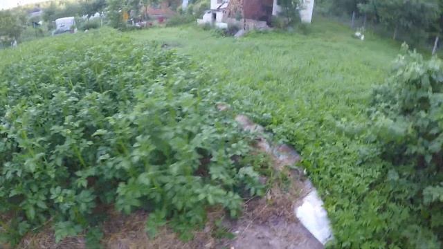 Рост картофеля по Митлайдеру. Метр в высоту!Сорт Американка и Скарб, такие разные) смотреть онлайн