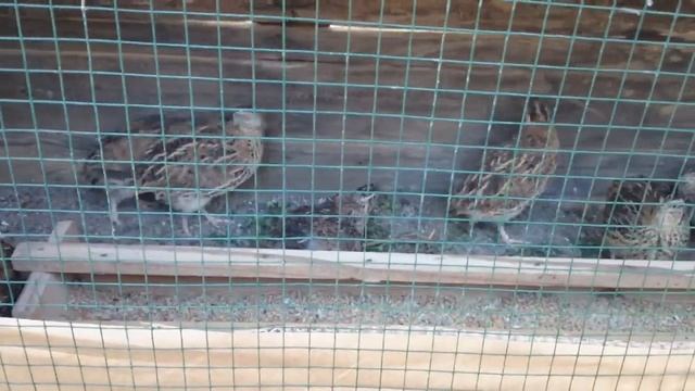 Gurk Bıldırcın // Gurk Bıldırcın kuluçkaya nasıl yatırılır // Gurk bıldırcın nasıl anlaşılır ? смотреть онлайн