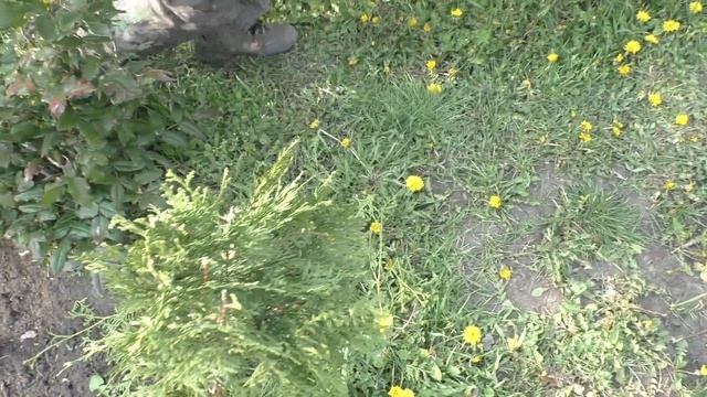 Как сформировать шар на ножке из туи западной Колумна и Брабант смотреть онлайн