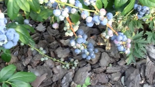 Сорта голубики. Часть 2 смотреть онлайн