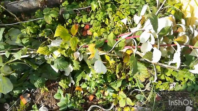 89.Розы на зиму укрыты/ дачный сезон закрыт 28.09.22 смотреть онлайн