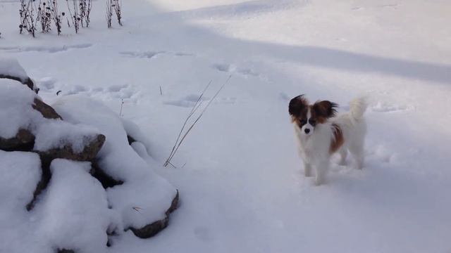 Ди-Ди/Di-Di смотреть онлайн