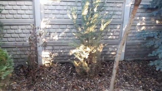 В саду у друзей.Увидели крик о помощи.Стрижка разросшихся кустарников,деревьев и хвойных.Сад через смотреть онлайн