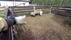 Овцеводство. Выгодно или нет?