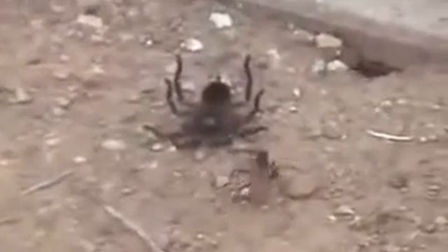 Тарантуловый ястреб против тарантула-Tarantulovy Tarantula Hawk Against