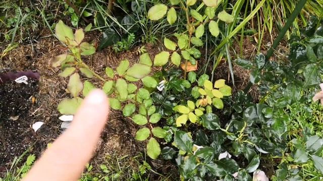 Хлороз у розы.Обработка перед дождями. Дефицит азота у розы. Розы