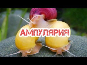 АМПУЛЯРИЯ. СОДЕРЖАНИЕ В АКВАРИУМЕ