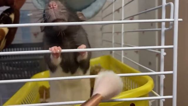 ВИДЕО- ЗНАКОМСТВО. МОИ КРЫСКИ!!?? смотреть онлайн