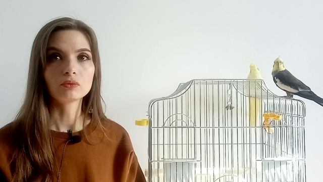 Мои птички?? | Смешные попугаи | Трудности содержания | Что нужно знать, прежде чем заводить попуга смотреть онлайн