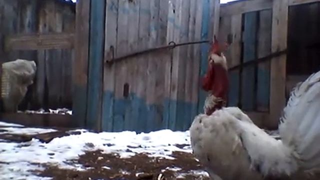 Петухи породы голошейка смотреть онлайн