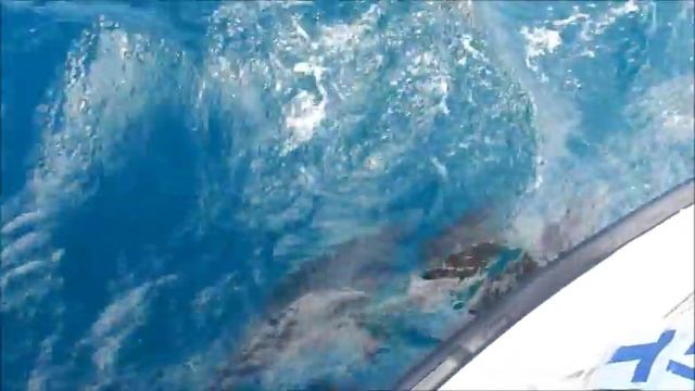 Wild dolphins off the coast of Tauranga New Zealand смотреть онлайн