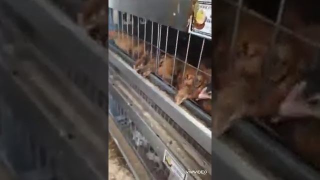 Как быстро почистить поддоны в клетках? Ловите лайфхак. Растим цыплят зимой. смотреть онлайн