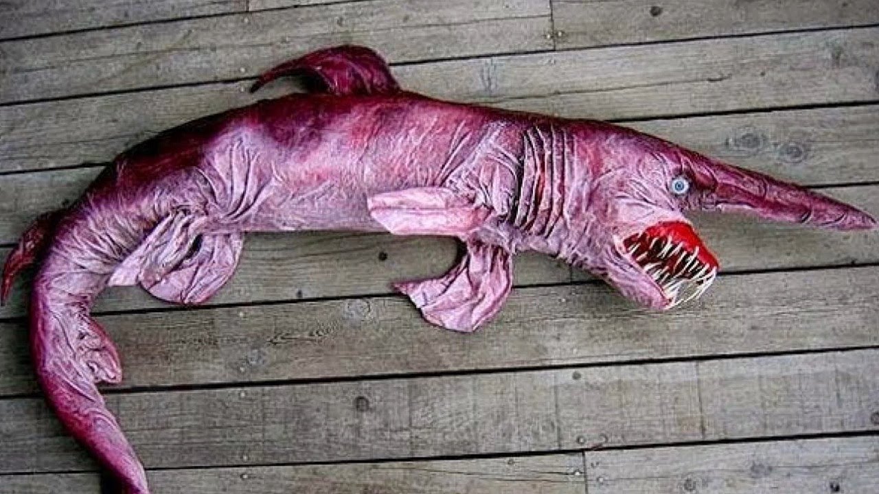 ? 10 Очень странных животных. смотреть онлайн