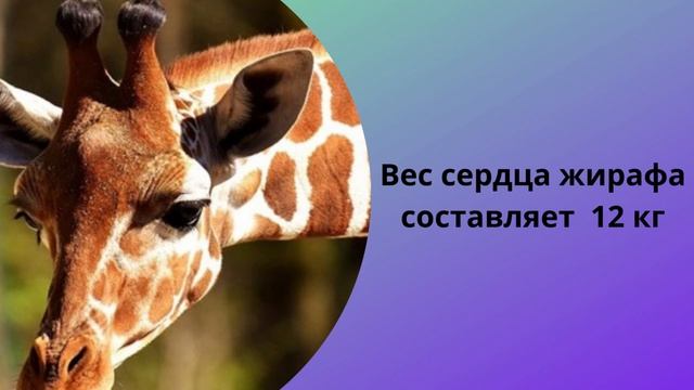 Интересные животные Жирафы Интересные факты о жирафах Это следует знать смотреть онлайн