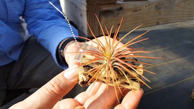 Air Plants - Tillandsia Indoor Displays смотреть онлайн