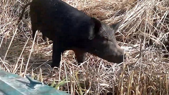 Когда не клюет. смотреть онлайн
