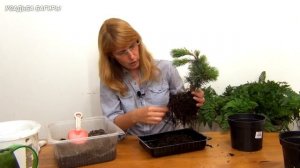 Бонсай из сосны. Посадка.