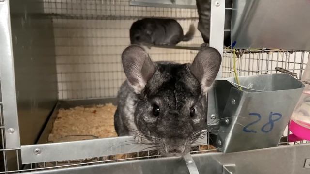 СТРЕСС И ЖАРА-ВРАГИ ШИНШИЛЛЫ | ФЕРМА ШИНШИЛЛ | ШИНШИЛЛОВАЯ ФЕРМА смотреть онлайн