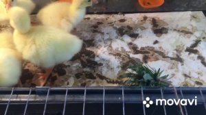 Гусятам 3 Суток, приучаем к траве и воде/ Содержание Гусят