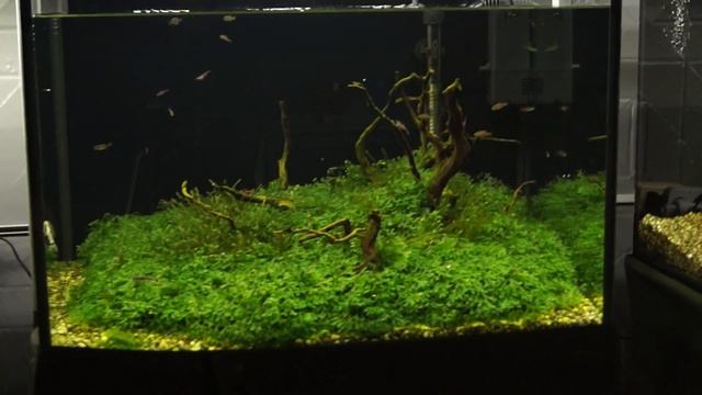 Dragon Stone. Выбор камня. смотреть онлайн