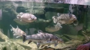 Как обслужить аквариум 60 ТОНН и другие секреты Воронежского океанариума